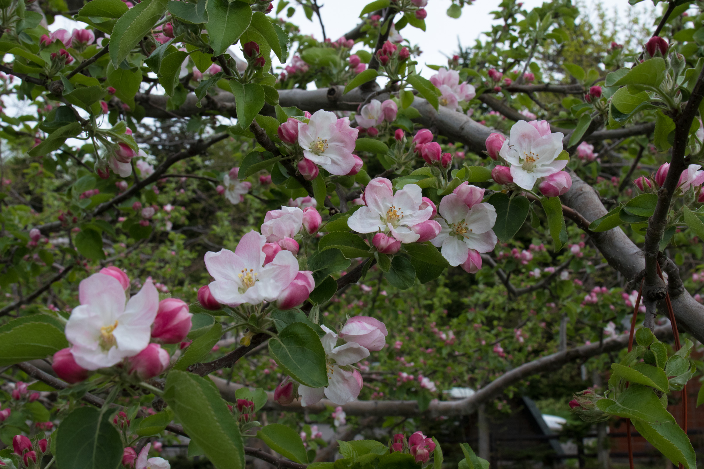 りんご ヤマセン仙北果樹園